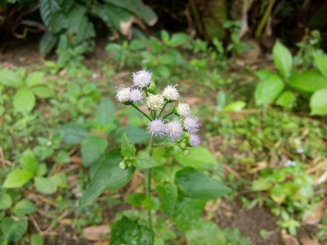 IMG20170915155157.jpg