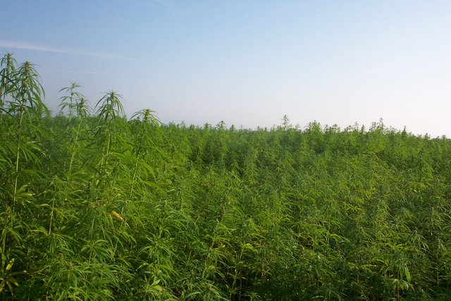 Hemp Growing In France - Wikimedia Commons.jpg