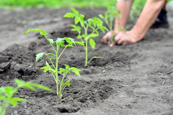 growing-tomato-plants.jpg