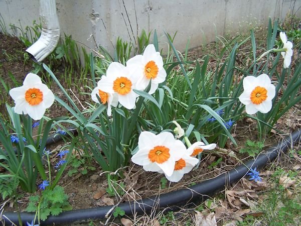 West - jonquils and squills crop May 2018.jpg