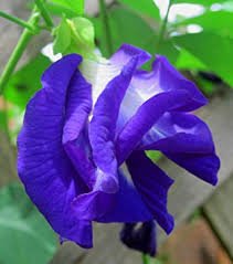 indigo flower.jpg