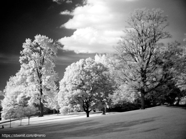 ir-cornell03-1.jpg