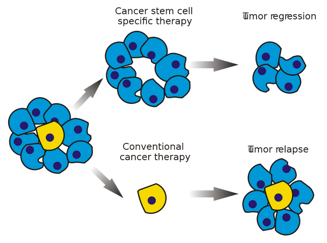 1200px-Cancer_stem_cells_text_resized.svg.png