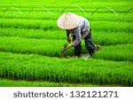 stock-photo-rice-planting-132121271.jpg