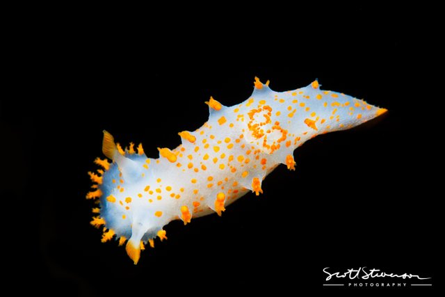 Clown Dorid-1.jpg