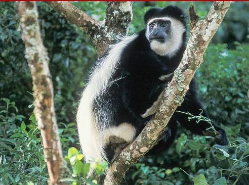 Guereza Black and White Colobus monkey.png