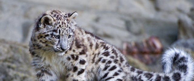 leopard_kamen_bolshaya_koshka_hischnik_67163_2560x1080.jpg