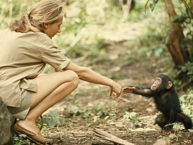 Jane Goodall 1.jpg
