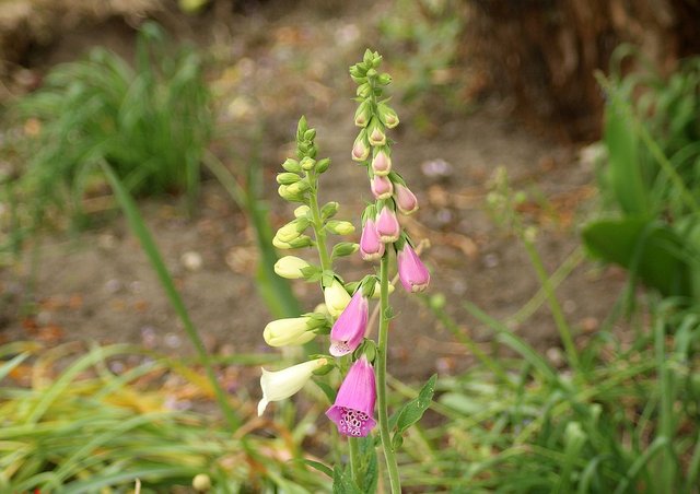 foxglove-3404071_960_720.jpg