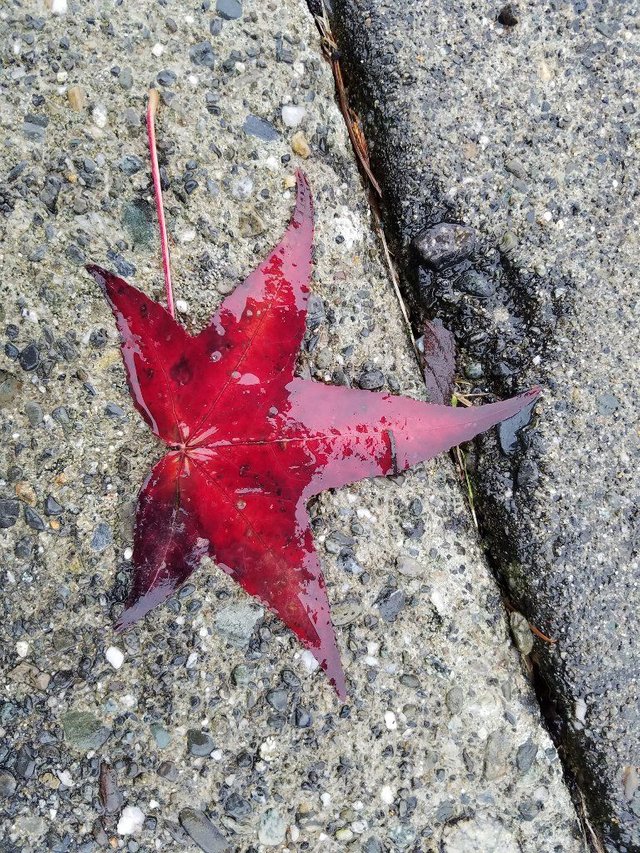 RedLeaf.jpg