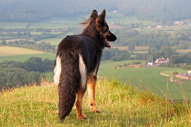 Berger-Allemand-top-berger.jpg