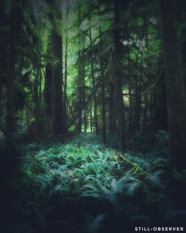 Forest floor-01.jpeg