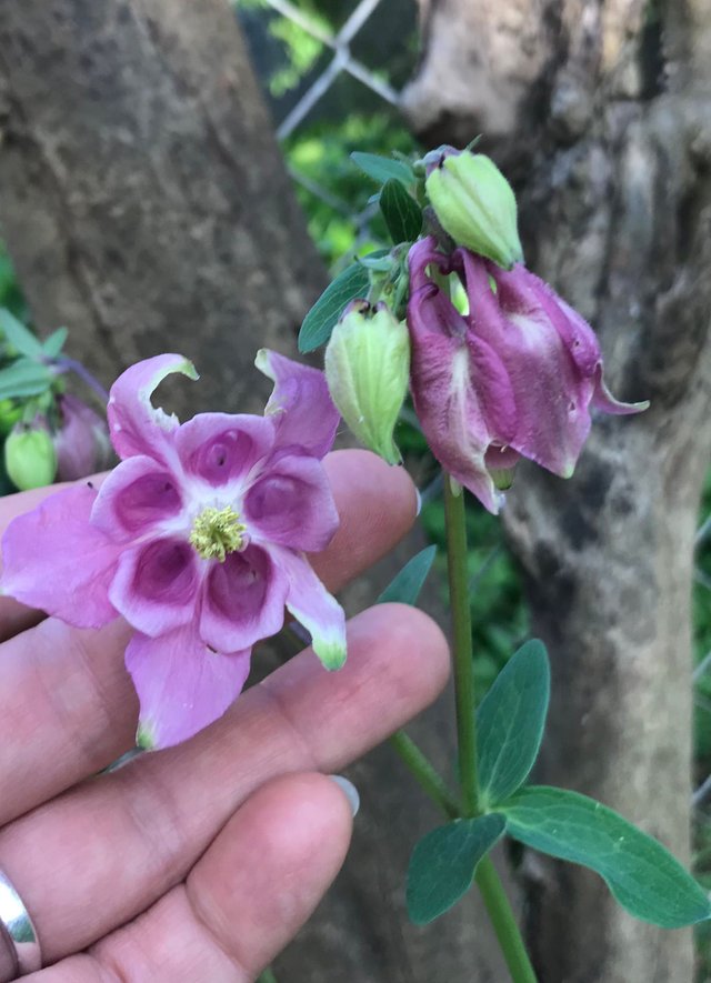 april flowers - upside down columbine.JPG