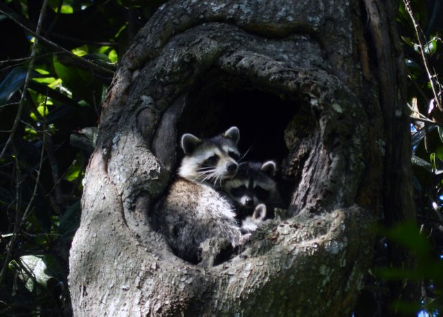 the_raccoon_nest_by_il_lupo_grigio-d8686be.jpg