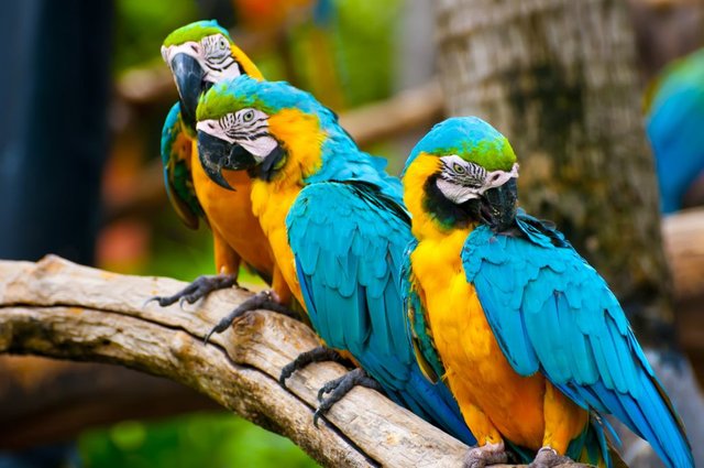 most-interesting-facts-about-parrots-51b86d87cecaa.jpg