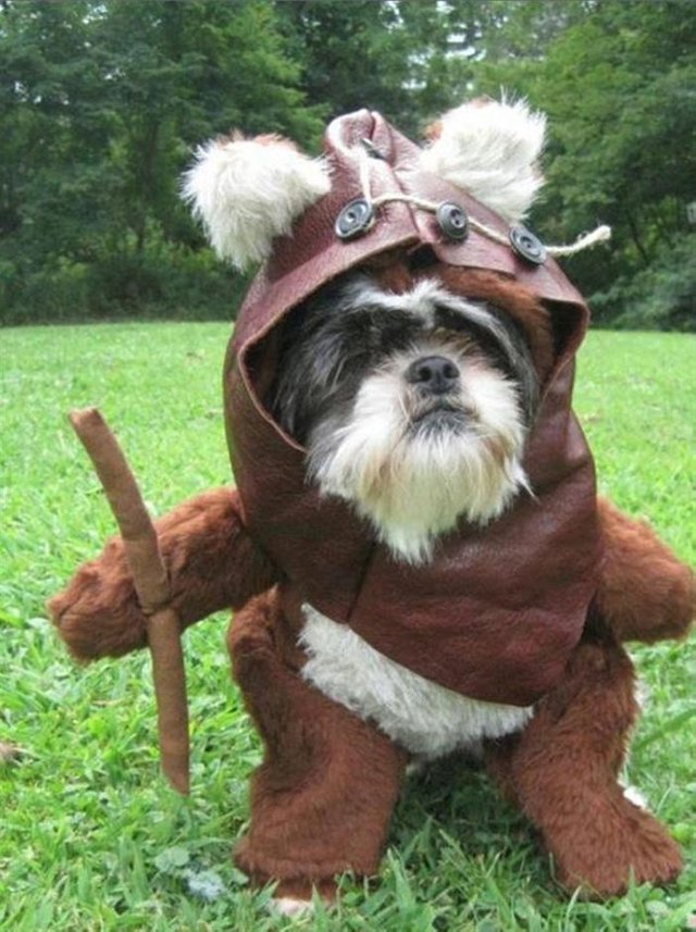 Ewok-Dog-Costume.jpg