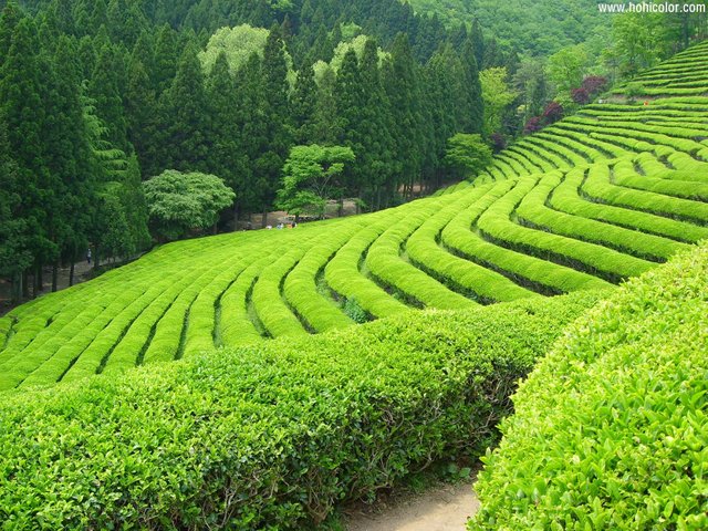 tea-garden-wallpaper-17.jpg