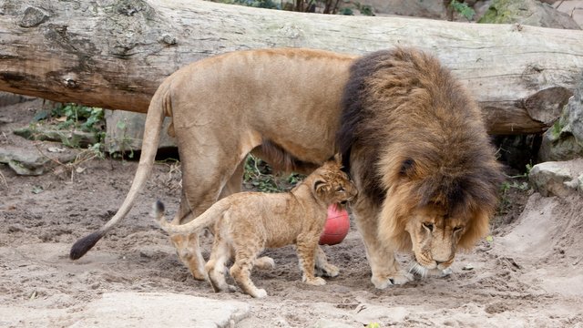 Lion_Mane.jpg