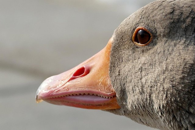 goose-1556424_960_720.jpg