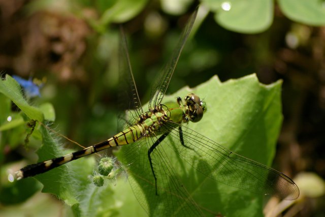 green dragonfly close best.jpg