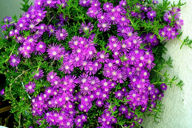 purple-2185042_960_720.jpg