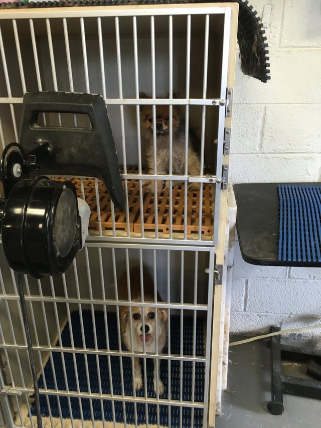 groomer 118.jpg