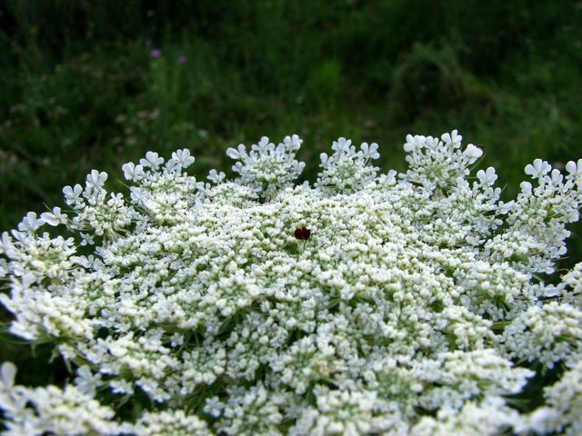 macrophotography