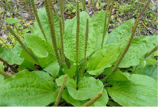 Plantain leaves.jpg