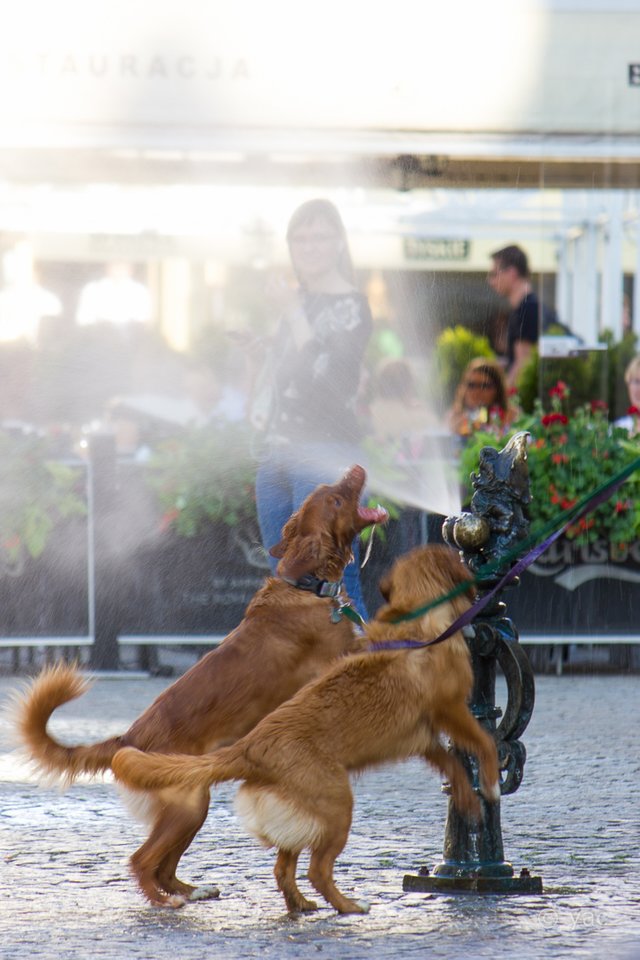 Image of 2 dogs playing with water