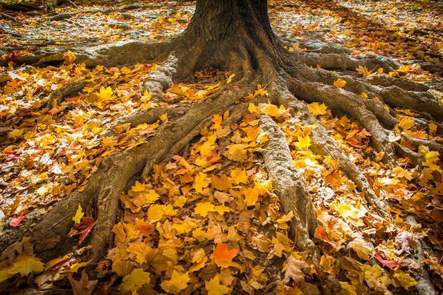 CentralParkAutumn.jpg