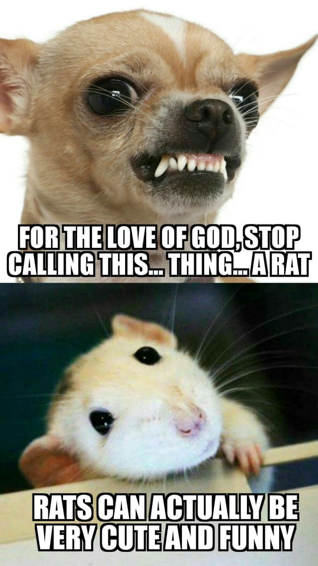 Cmon-9gag-lets-find-a-new-name-for-those-creatures-post-ideas-in-the-comments-No-dograt-allowed.jpg