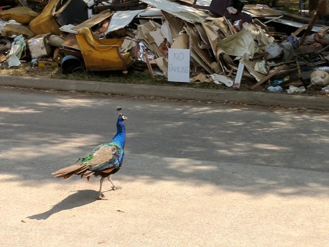 peacock debris4.jpg