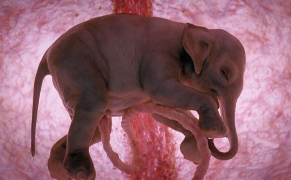 Pregnent Elephant.jpg