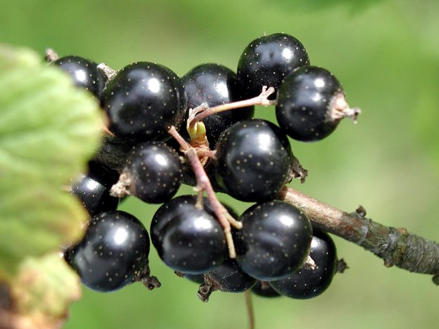 Black_currant.jpg