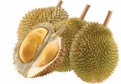 durian 01.jpg