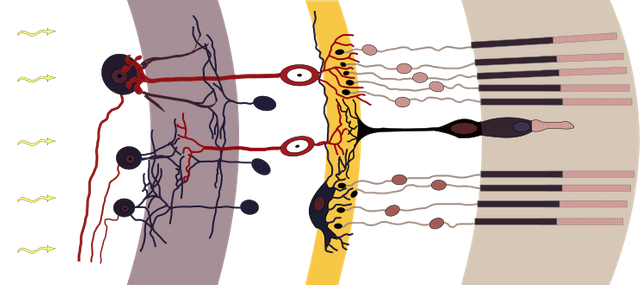 743px-Retina-diagram.svg.png