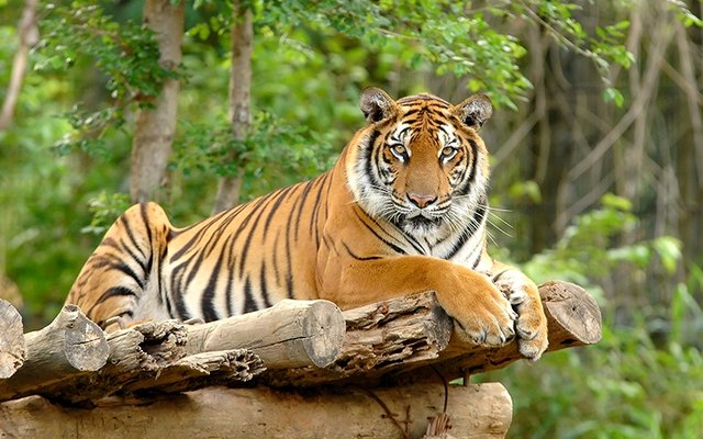 Harimau-Indonesia.jpg