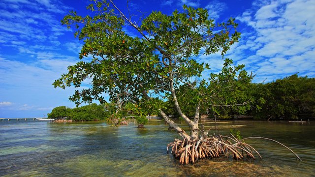 illustrasi-hutan-mangrove-pandansari-brebes.jpg