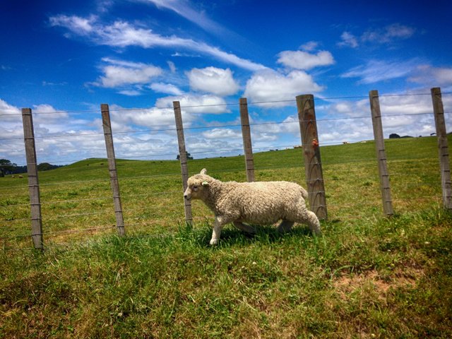 hobbiton sheep.JPG