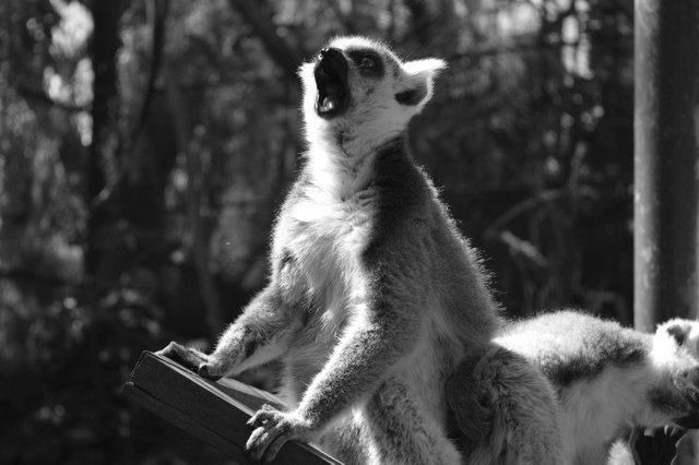 114129730471 - ring tailed lemurs with a ring tailed roobydoo_3.jpg