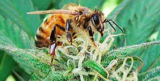 $Someone-Figured-out-How-to-Train-Bees-to-Make-Honey-from-Cannabis.jpg
