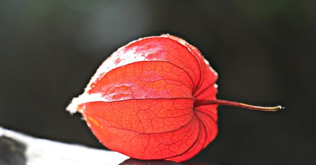 Lampionblume-Ornamental-Plant-Physalis-Alkekengi-1718940.jpg