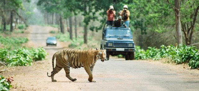 Tadoba-Andhari-Tiger-Reserve.jpg