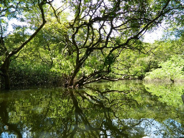 Ratargul,_Sylhet.jpg