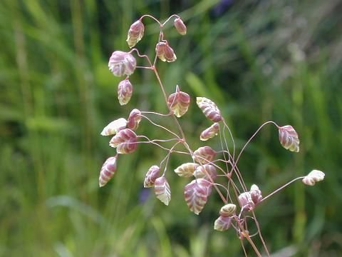 Quaking Grass.jpg