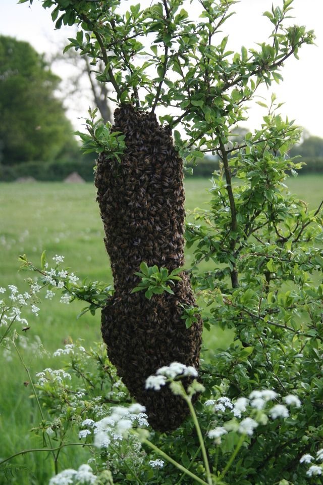 honey-bee-swarm-1344461-640x960.jpg