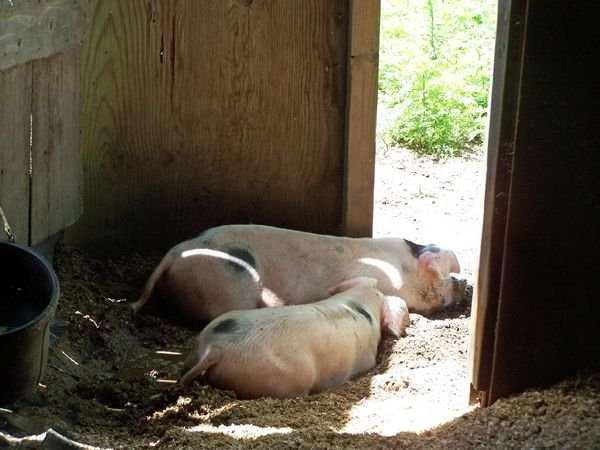 Piggies in mud1 crop July 2017.jpg