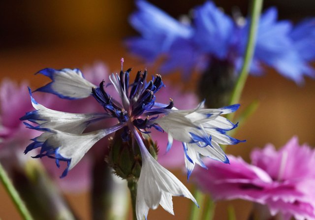 cornflower fading 2.jpg