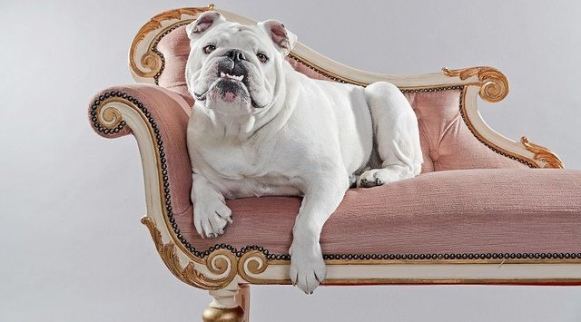 English-Bulldogs.jpg