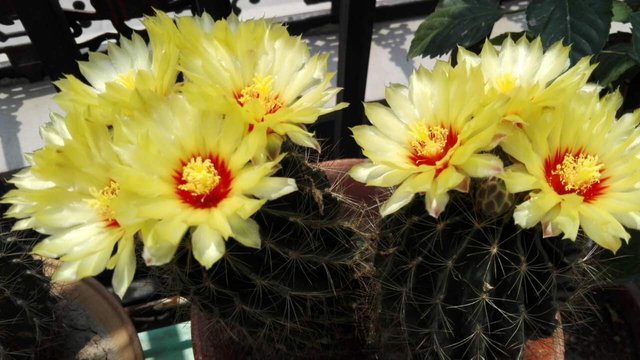 ball cactus flowers.JPG